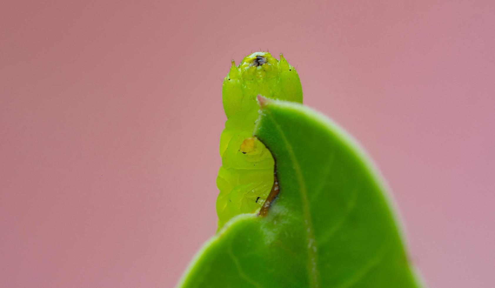 de rups of larve staat op het punt de bladeren op te eten. de rupsen eten de bladeren van adenium. tijdens het regenseizoen. foto