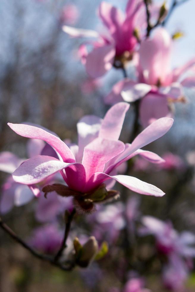 magnolia bloemen bloeien in het voorjaar. foto