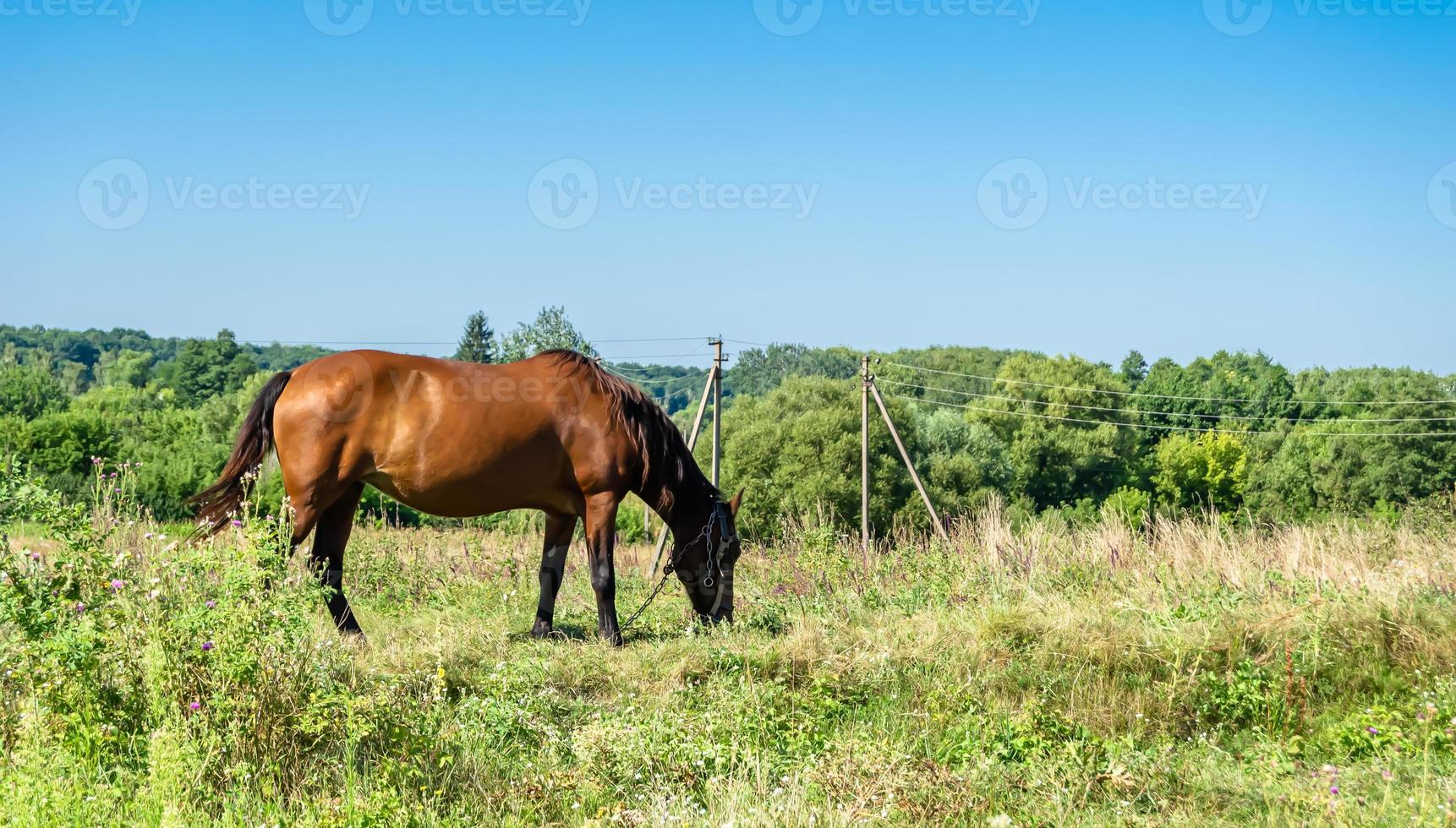 mooie wilde bruine paardenhengst op zomerbloemenweide foto