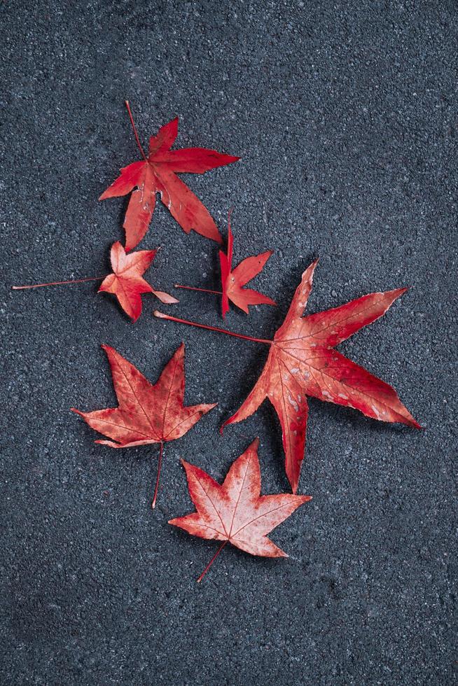 rood esdoornblad in het herfstseizoen, herfstbladeren foto