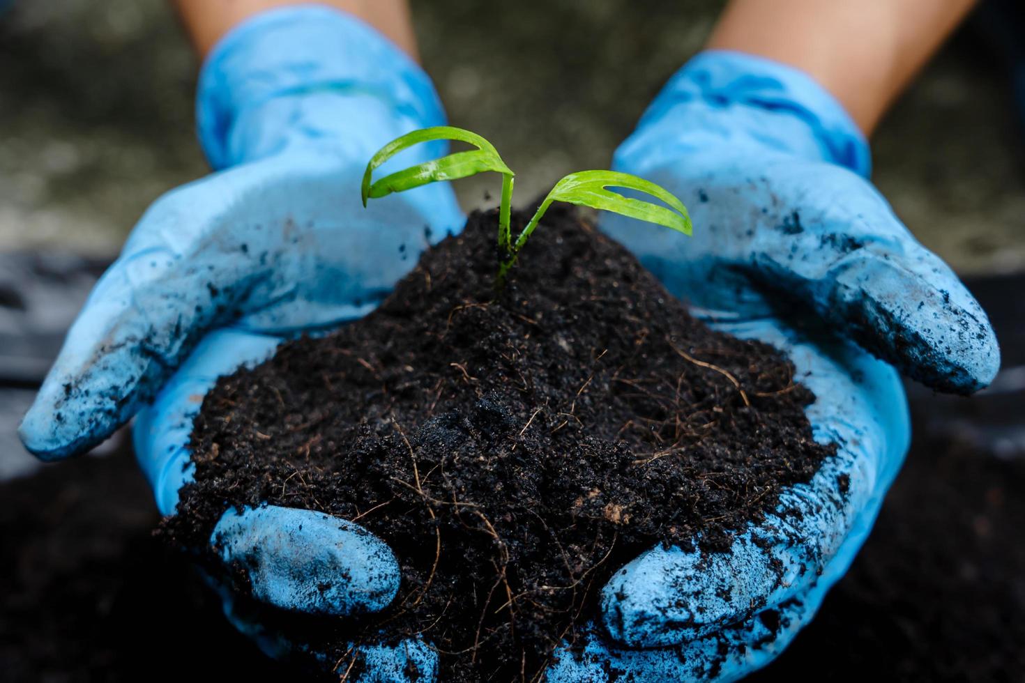 close-up van vrouwenhanden draagt blauwe rubberen medische handschoen met jonge plant met overvloedige grond voor landbouw of planten. zorg voor de omgeving. ecologie concept foto