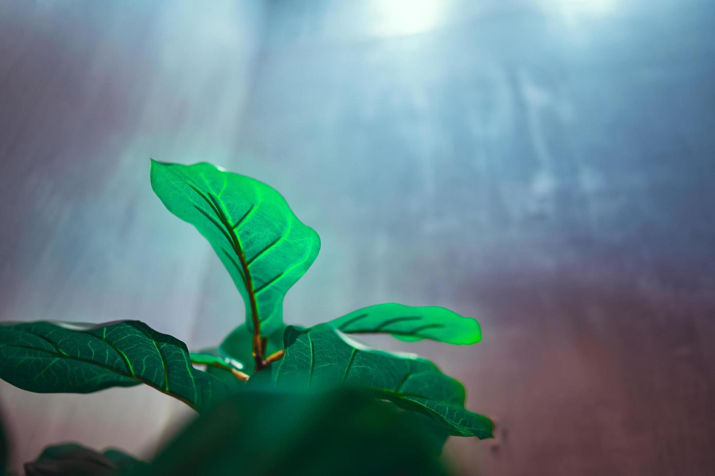 toekomstige groene plant foto