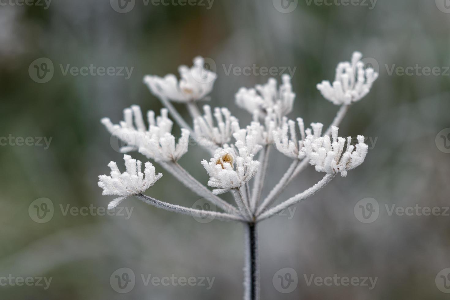 dode koepeterselie bedekt met rijp op een winterdag foto