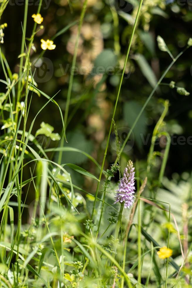 heidegevlekte orchidee bloeit in de lente foto