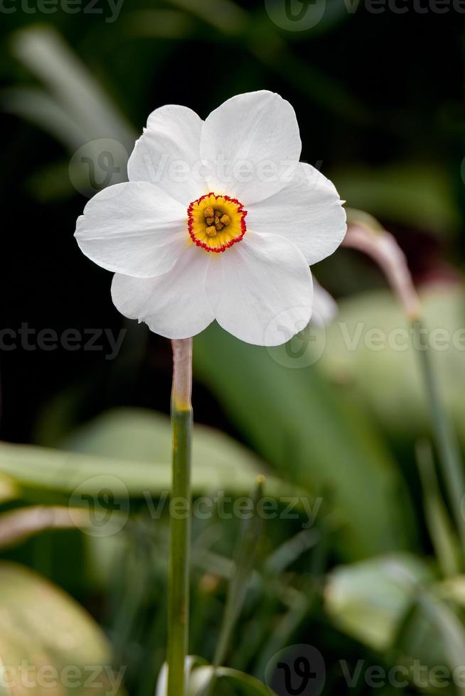 fazantenoog narcis bloeiend in de lente foto