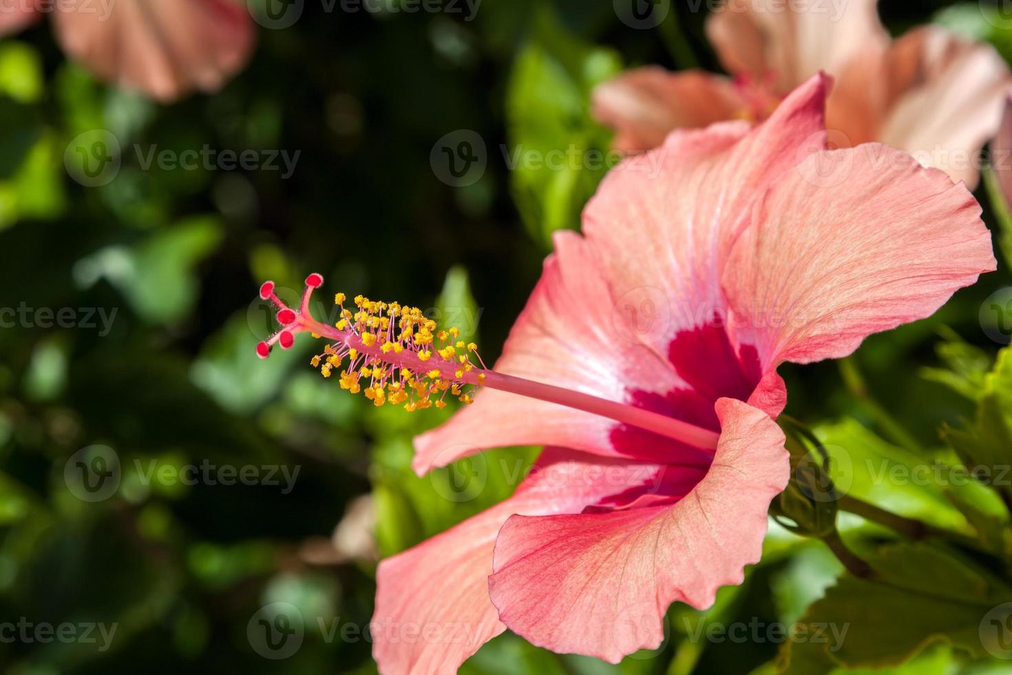 hibiscusbloem bloeiend in tenerife foto