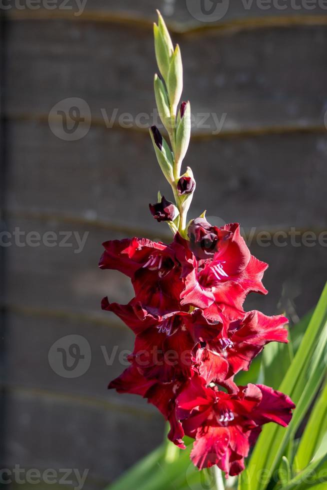 dieprode hybride gladiolen bloeiend in een Engelse tuin foto