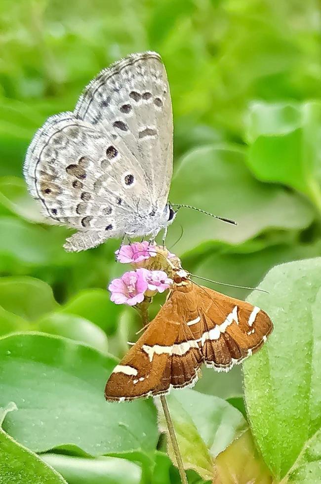 vlinder gratis foto