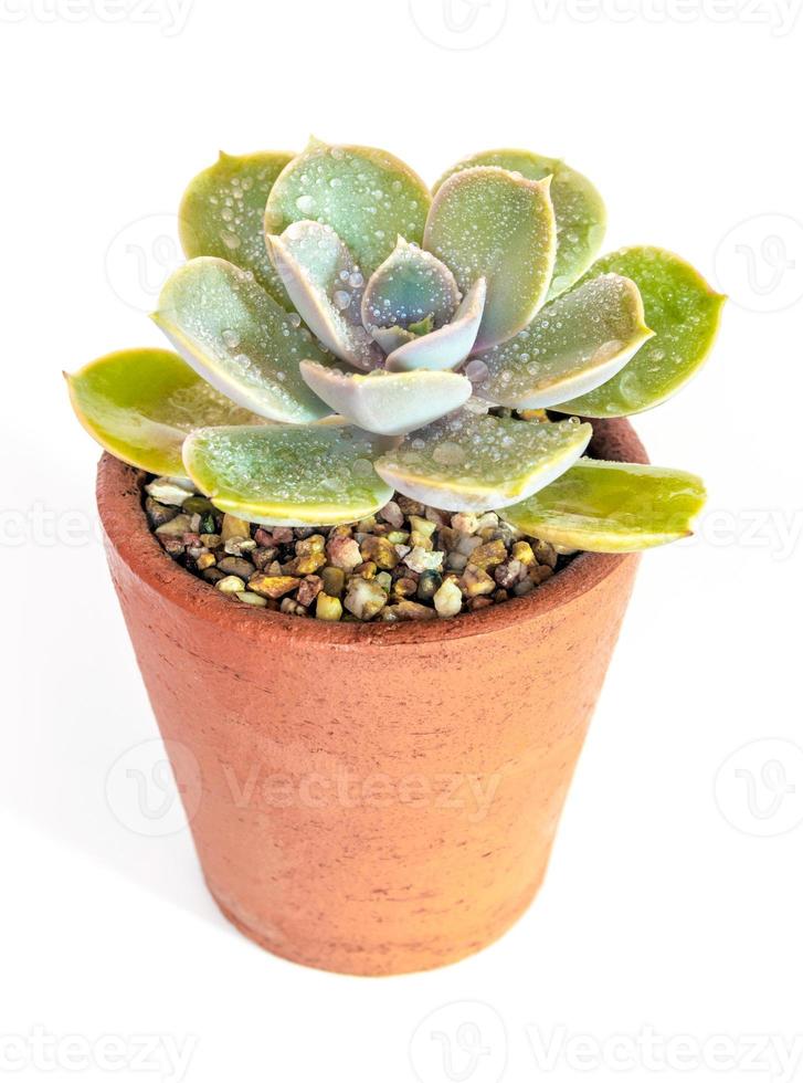 vetplant close-up echeveria plant in de aarden pot foto