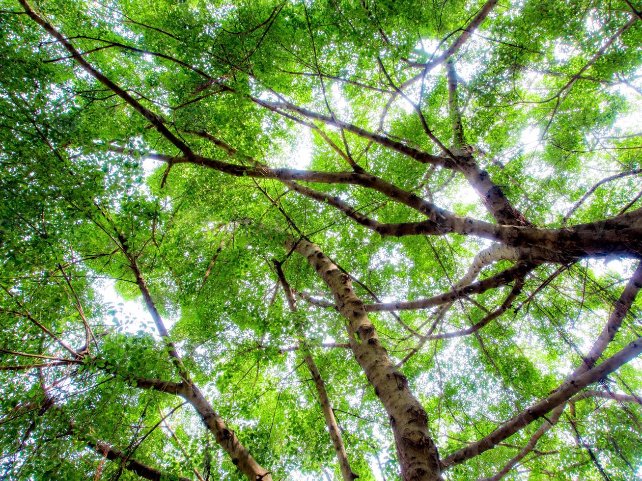 zonlicht zift door de bladeren van banyanbomen foto