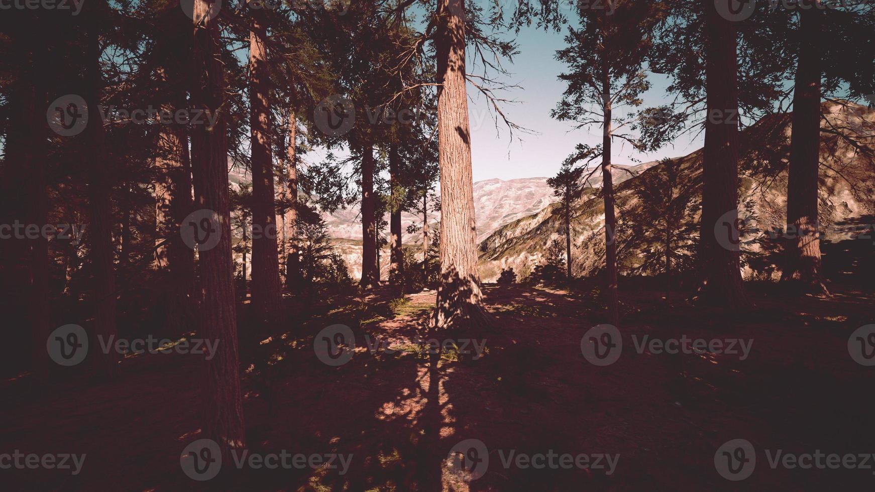 sequoiaboom in het nationale park Yosemite foto