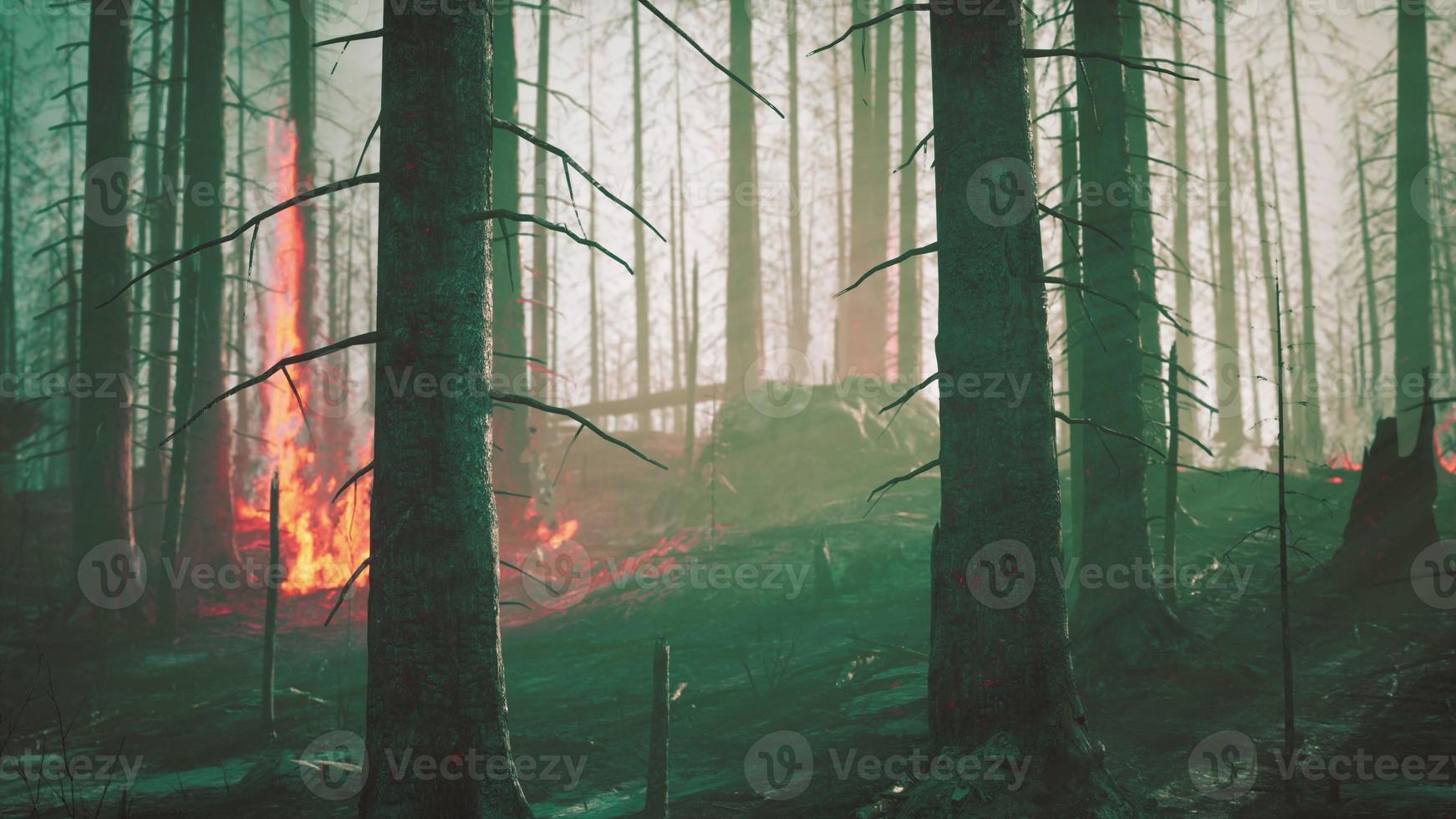 regenwoud brand ramp brandt veroorzaakt door mensen foto