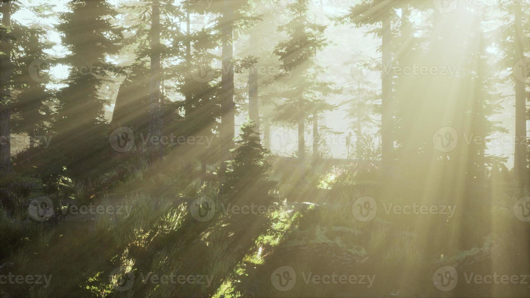 magisch donker herfstboslandschap met stralen van warm licht foto