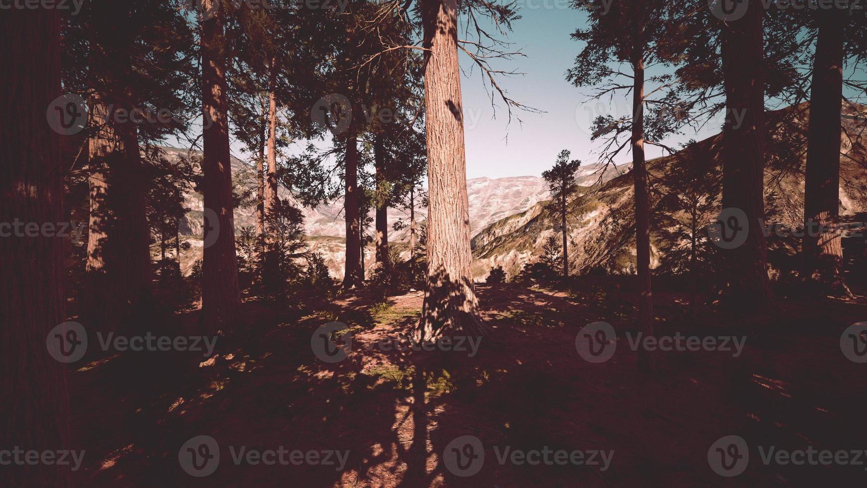 gigantische sequoia's of sierransequoia's die in het bos groeien foto