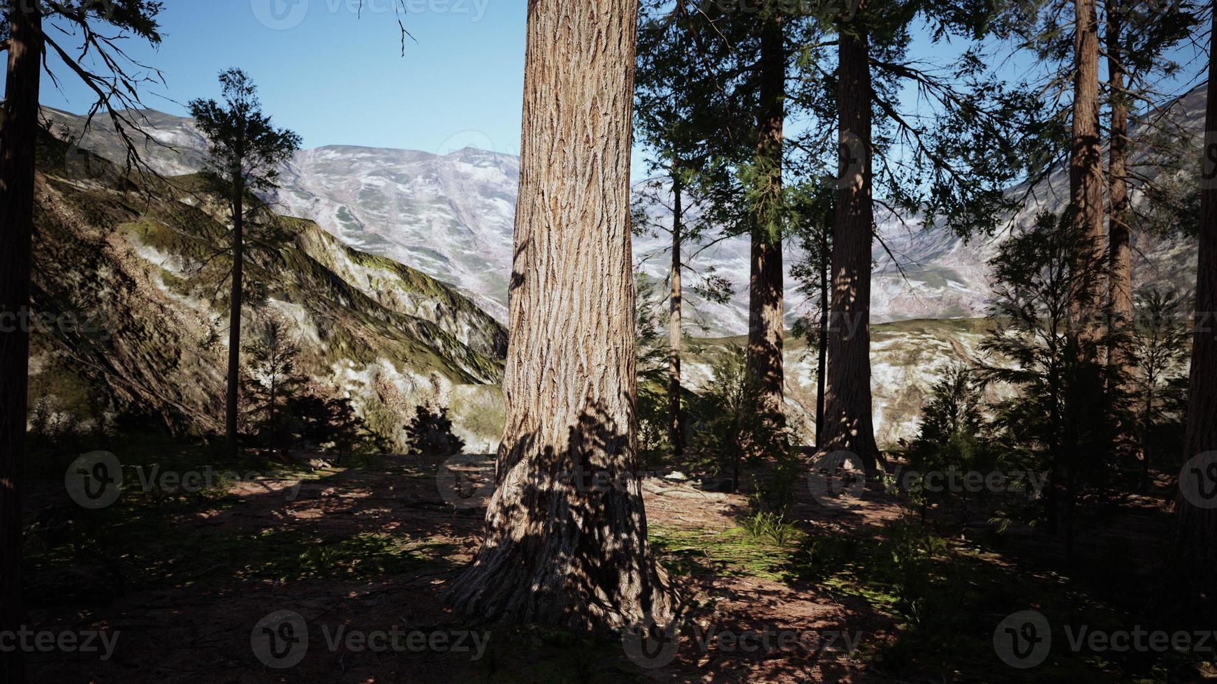 schaal van de gigantische sequoia's van sequoia nationaal park foto