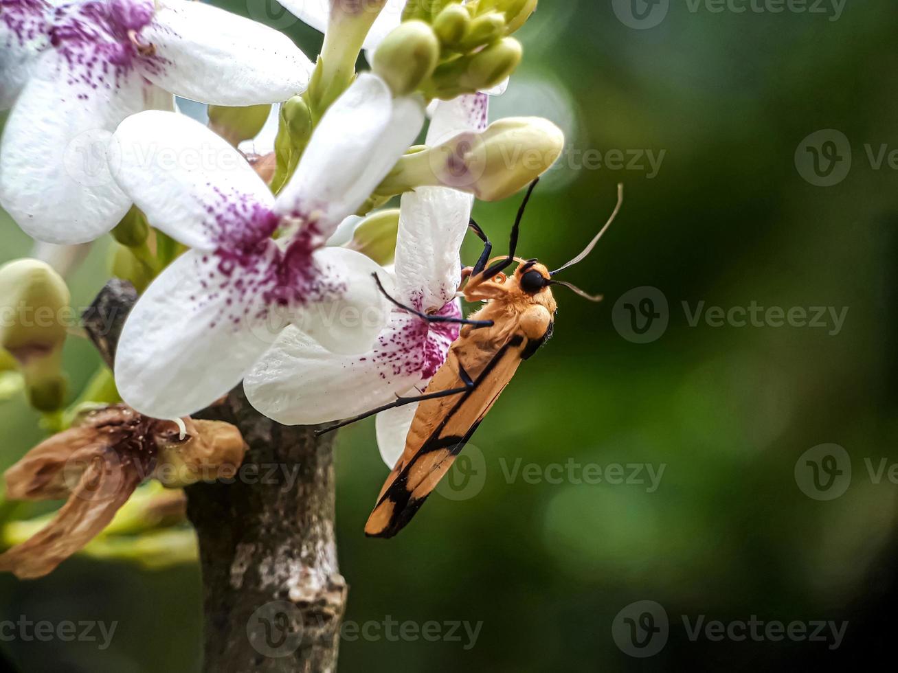 macro-insecten, slakken op bloemen, paddestoelen, orchideeën, bladeren, met een natuurlijke achtergrond foto