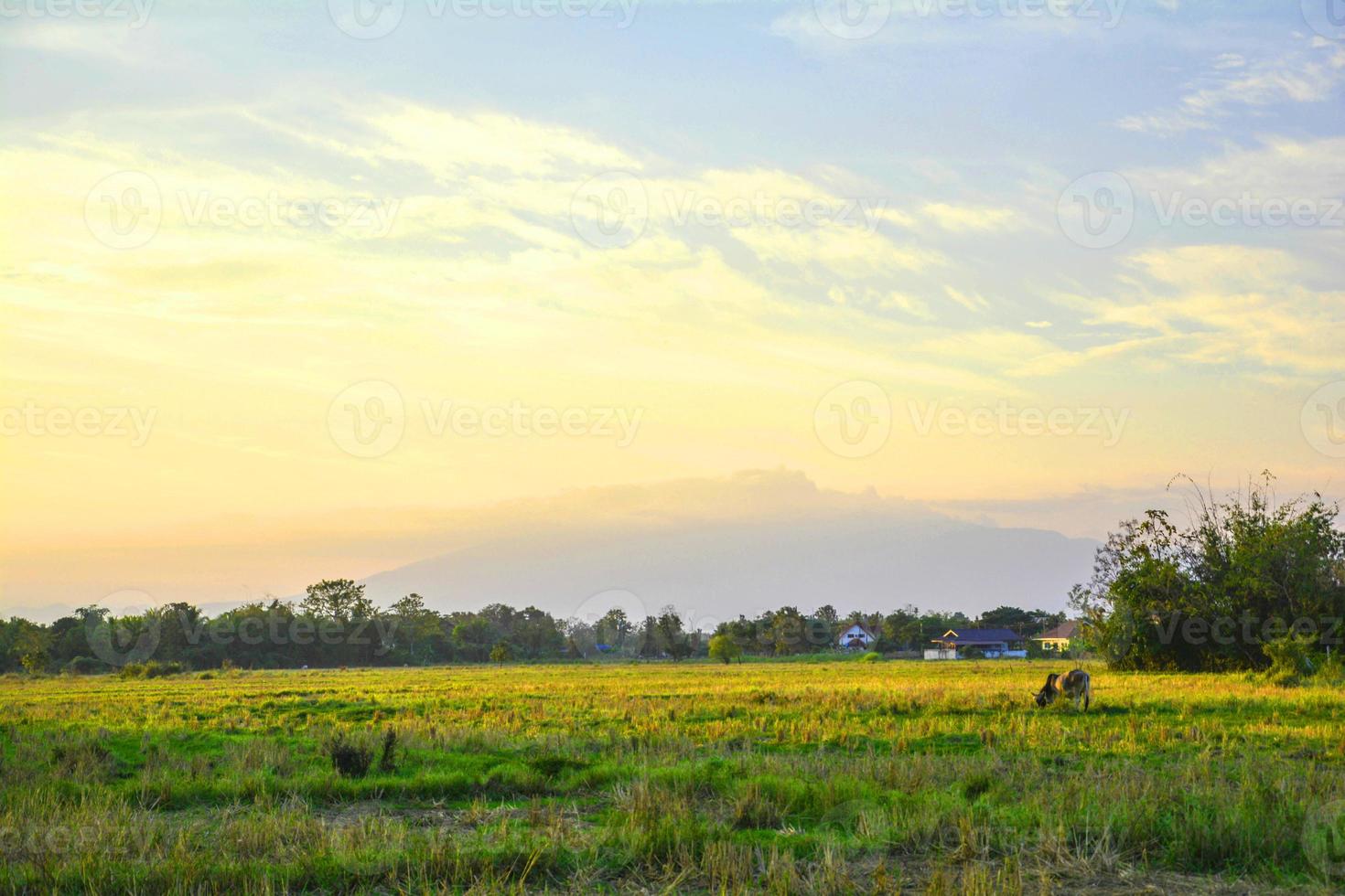 boerenrijst en prachtige zonsondergang in Noord-Thailand foto