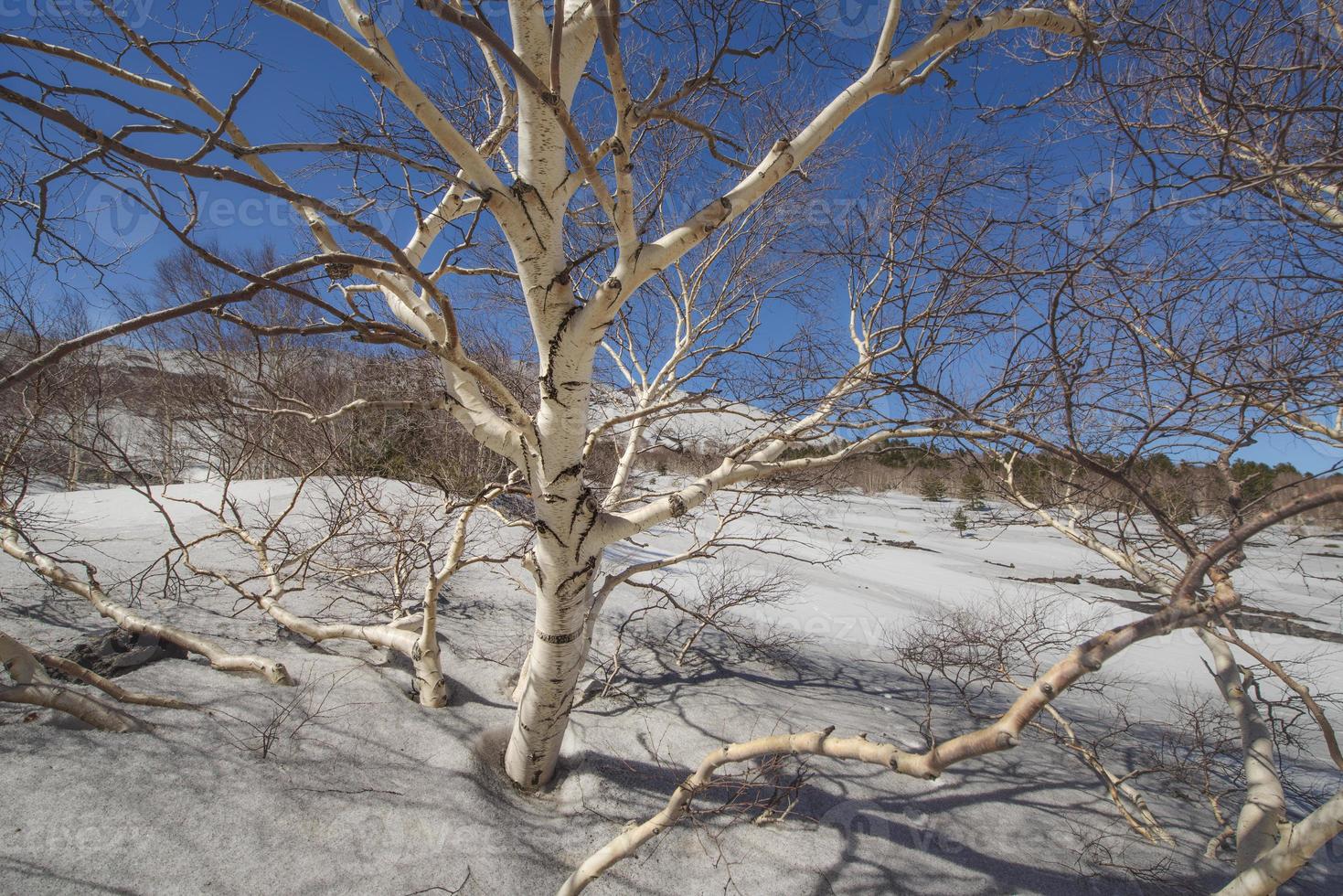 het park van de vulkaan Etna met zijn berken foto