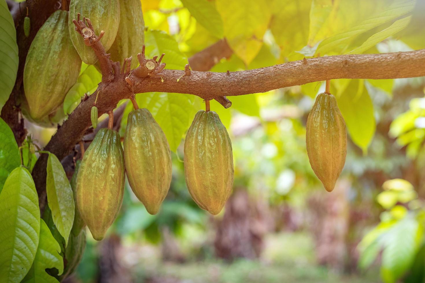 cacaofruit op een cacaoboom in tropisch regenwoudlandbouwbedrijf. foto