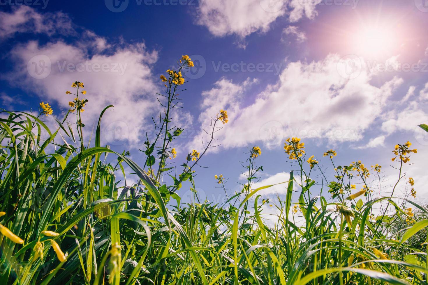 gele bloemen en blauwe lucht met pluizige witte wolken sunshin foto