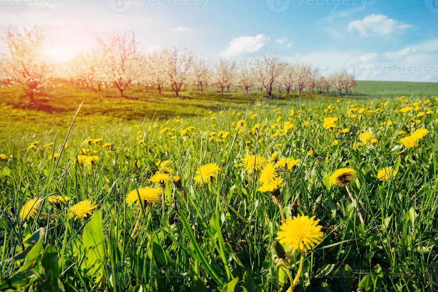 veld van gele paardebloemen foto