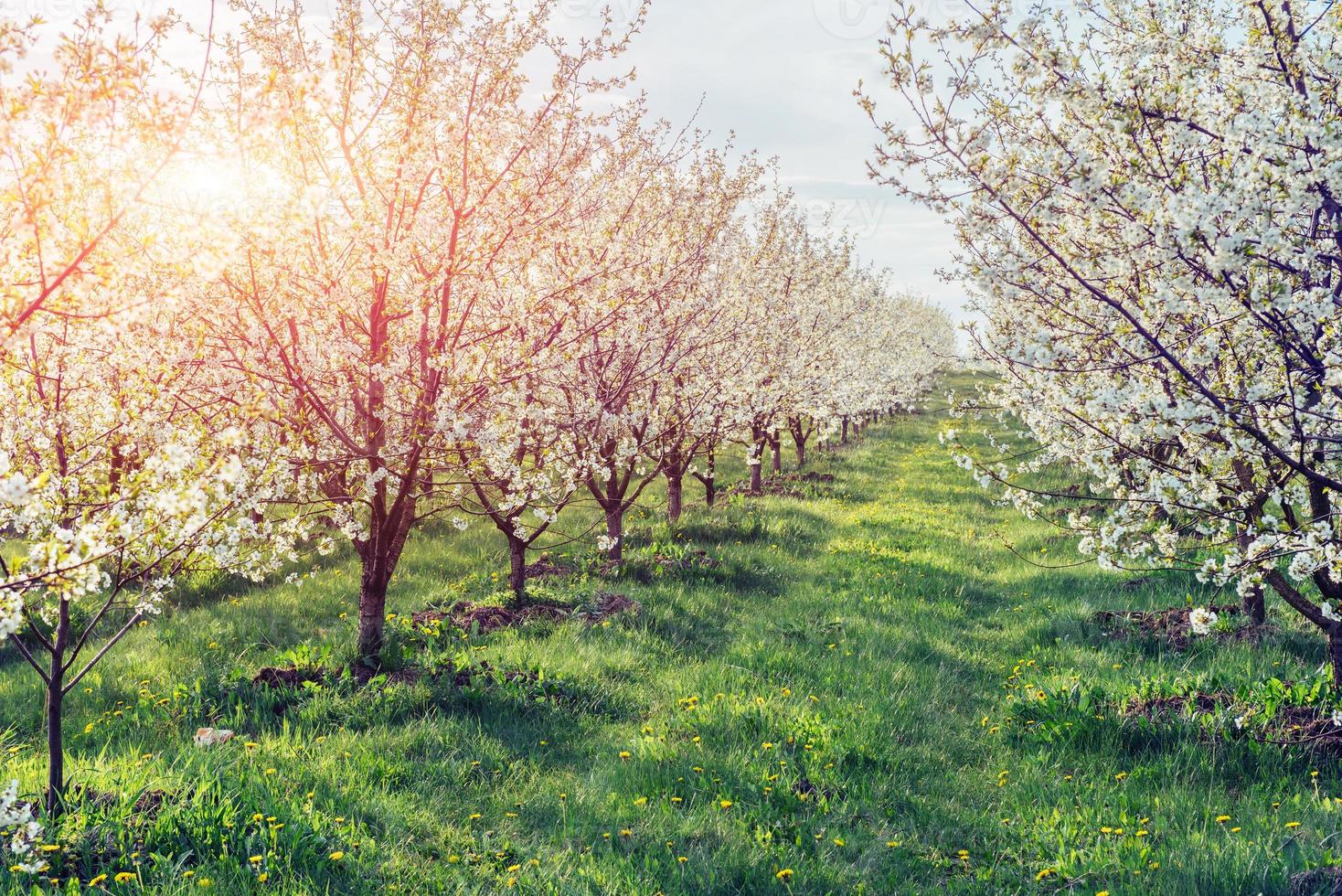 de zon breekt door de takken bloesem bomen foto