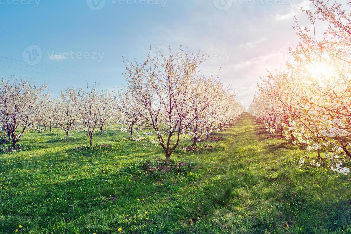 de zon breekt door de takken bloesem bomen foto