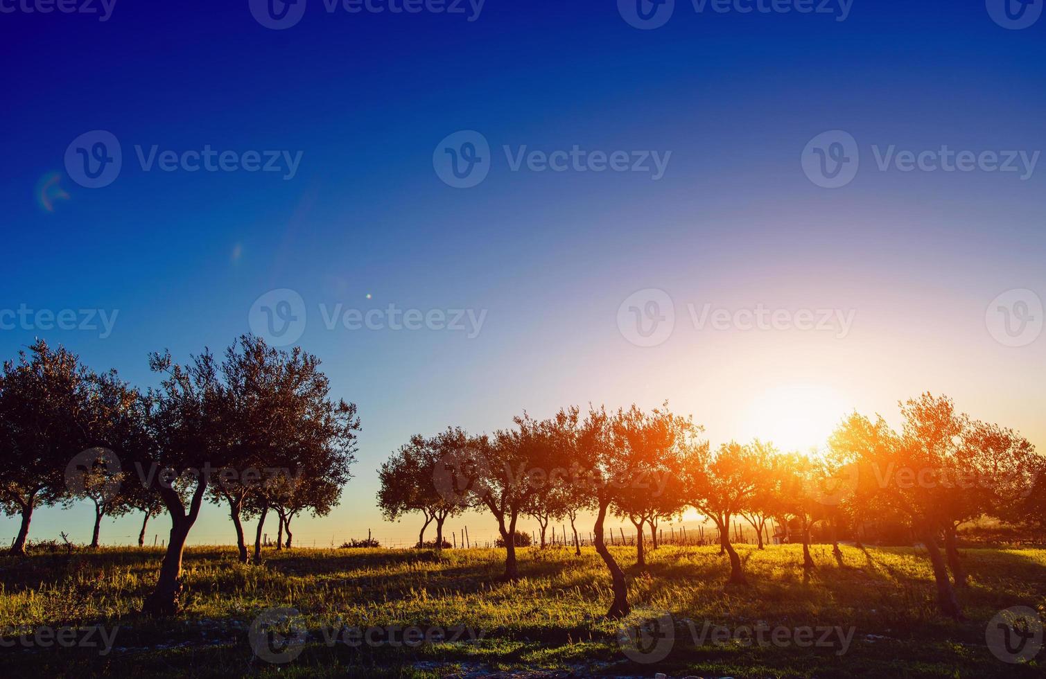 boomschaduw met zonsondergang foto