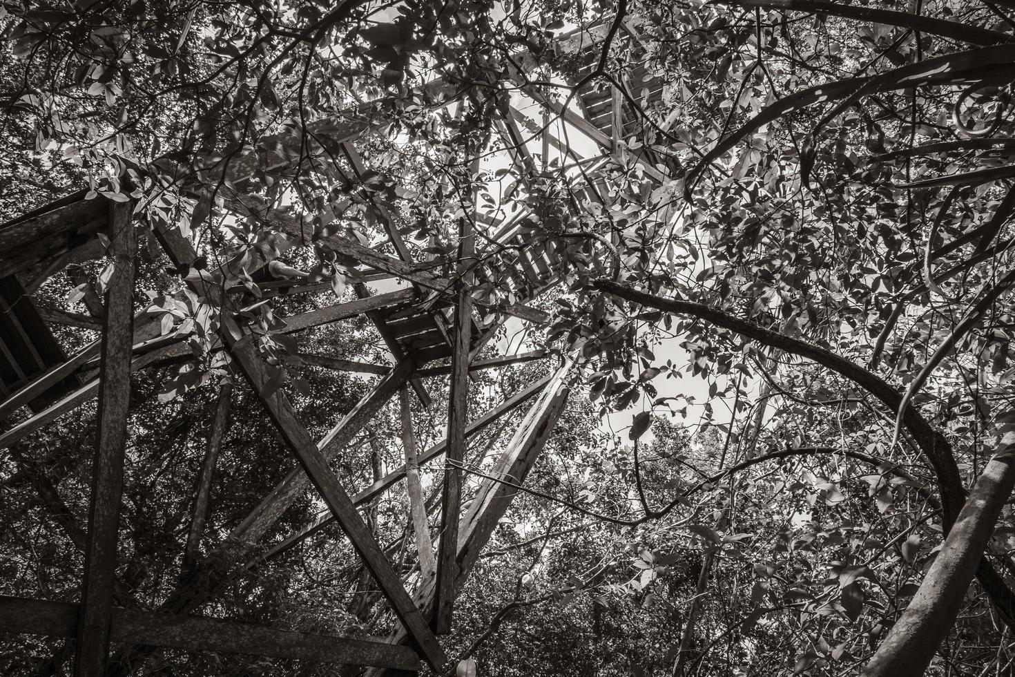 houten uitkijktoren tropische jungle naar muyil lagune panorama mexico. foto