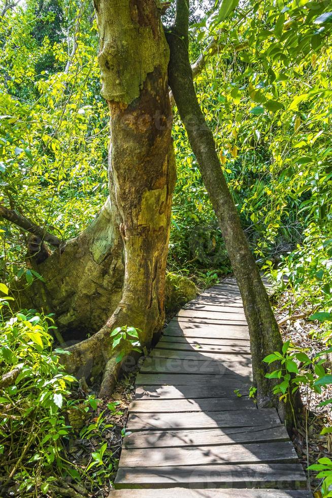 tropische jungle planten bomen houten wandelpaden sian kaan mexico. foto