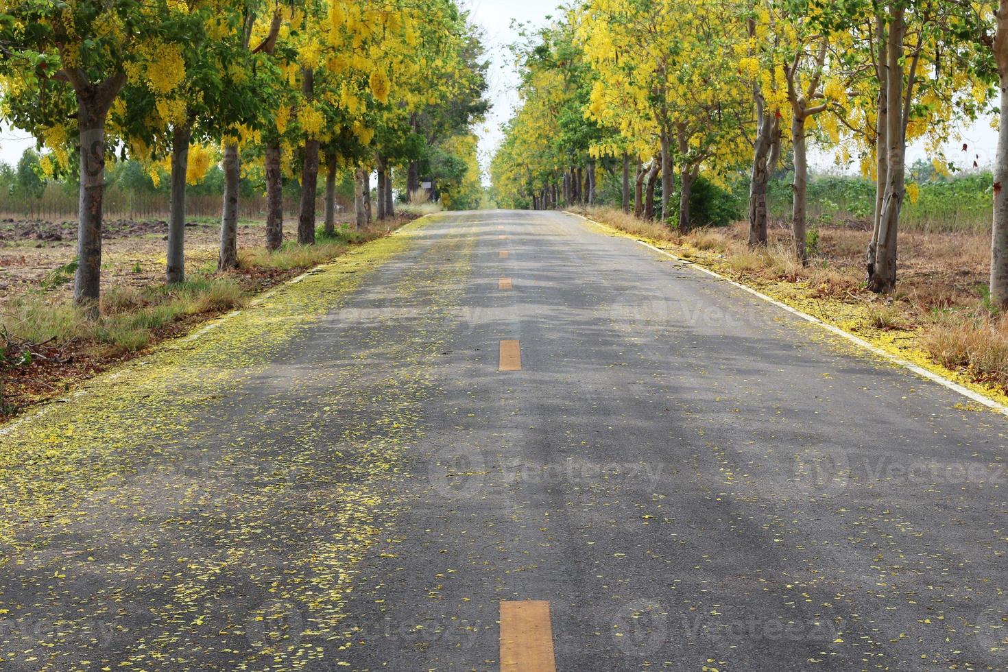 de asfaltweg is bedekt met gele bloembladen en de cassiafistel of gouden doucheboom met bloemen die prachtig bloeien aan weerszijden. foto
