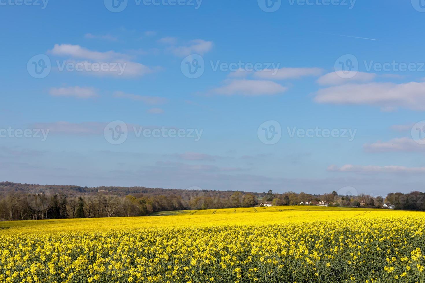 koolzaad bloeit op het platteland van East Sussex in de buurt van berkenbos foto