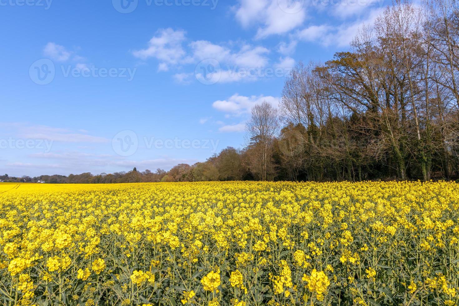 koolzaad bloeit op het platteland van East Sussex in de buurt van berkenbos foto