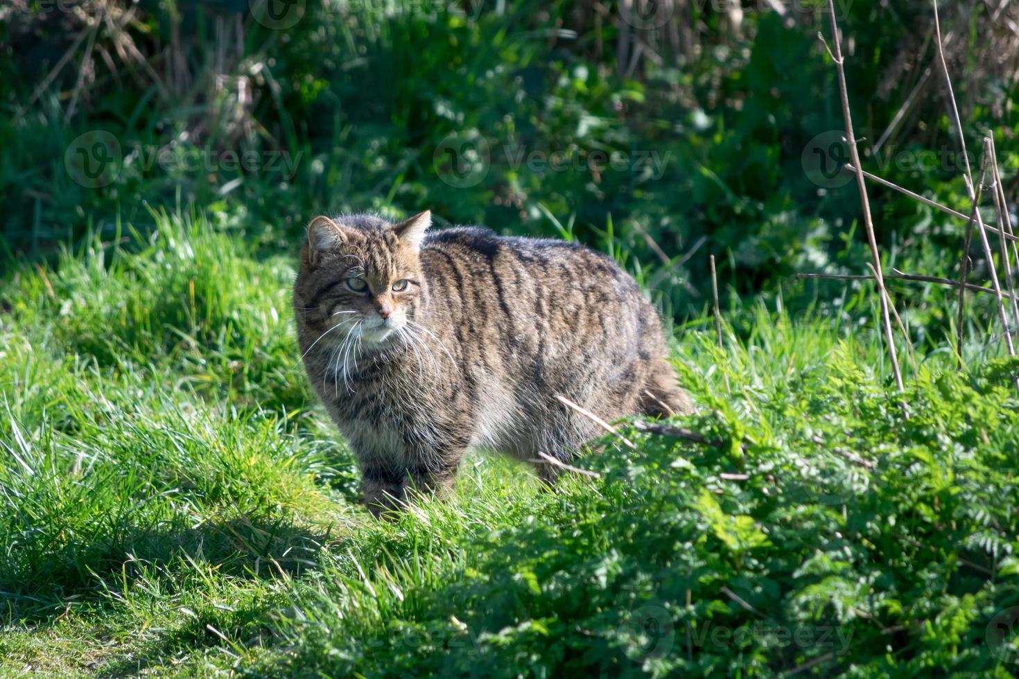 Europese wilde kat die in het gras staat foto