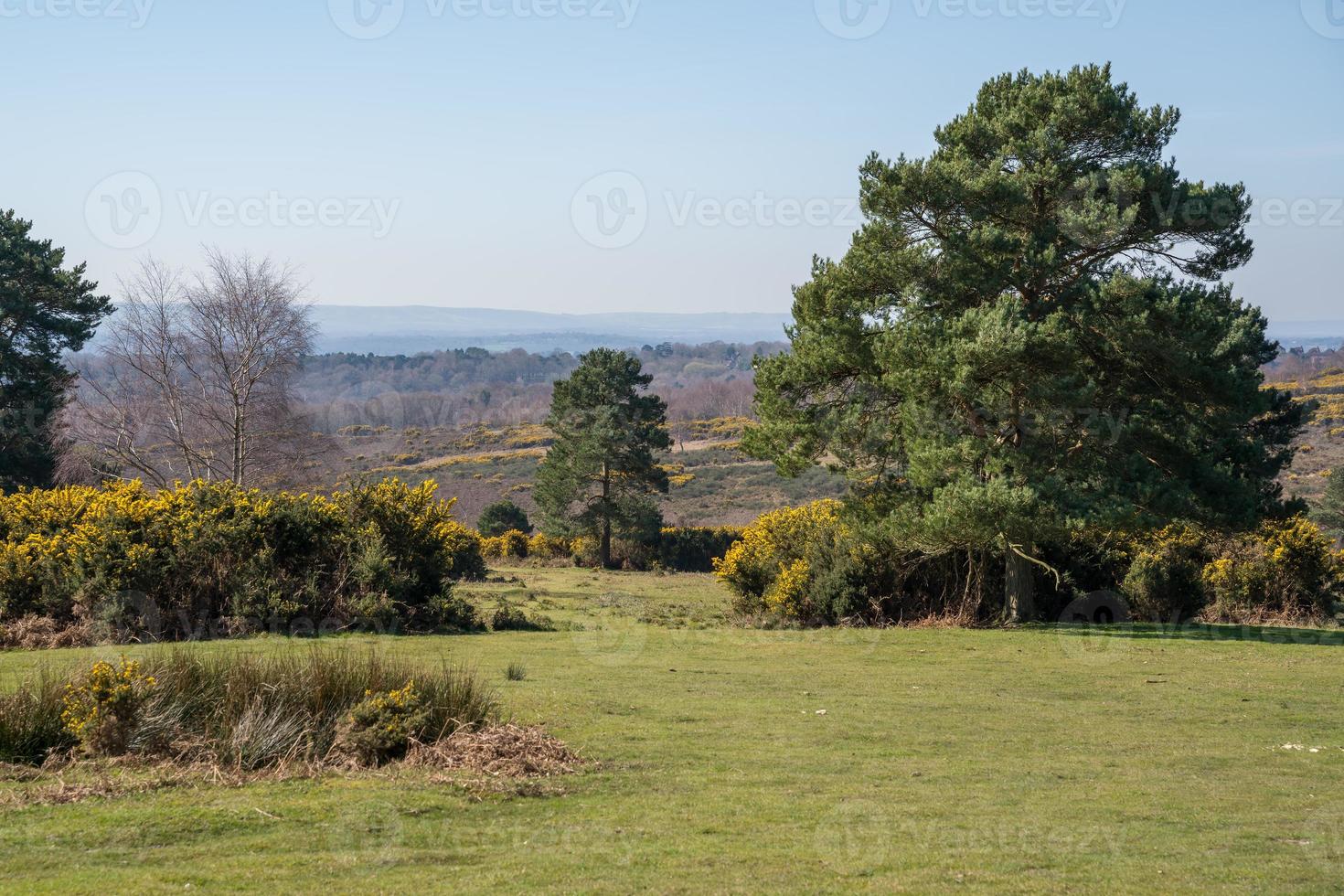 uitzicht op het Ashdown Forest in East Sussex op een zonnige lentedag foto