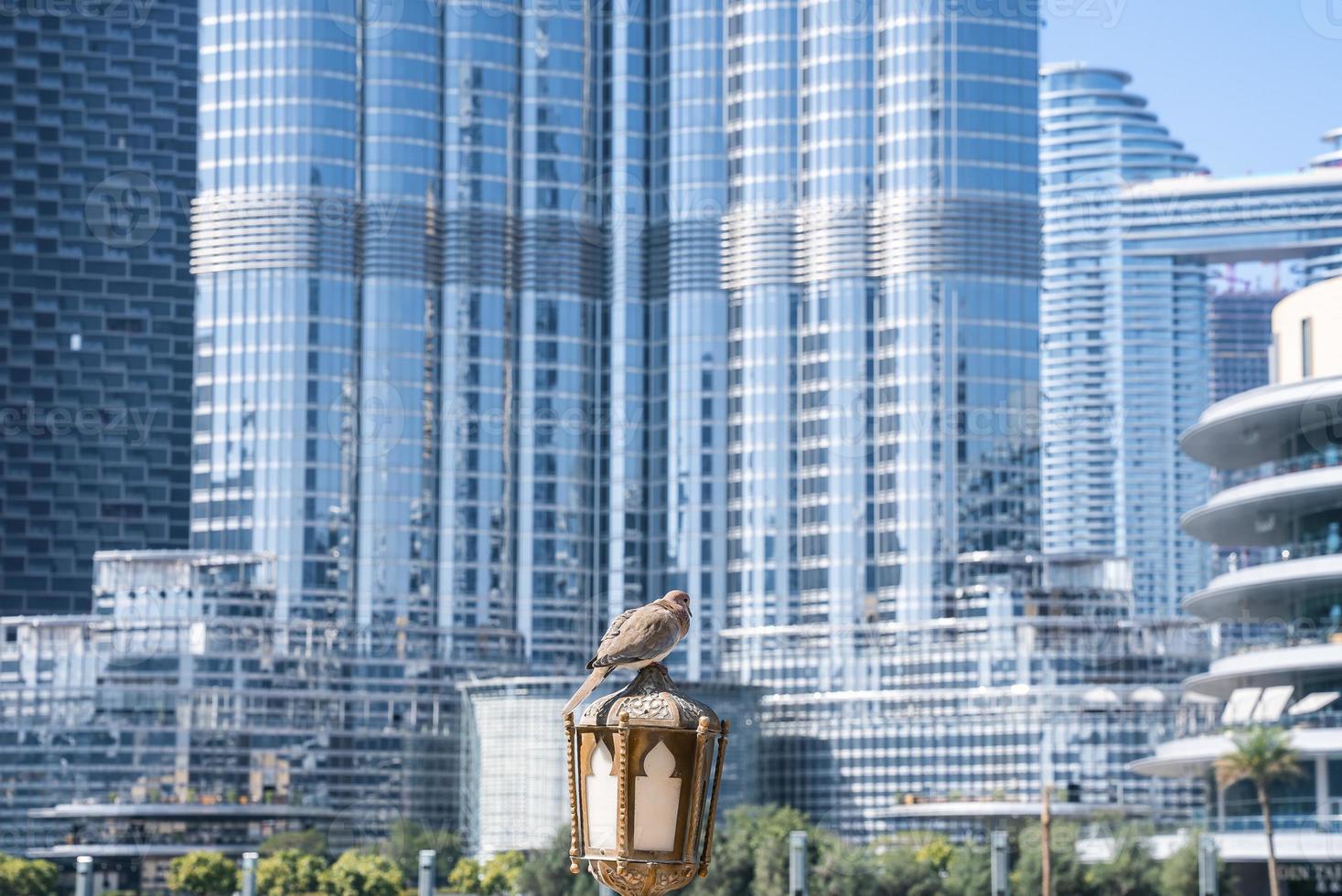 duifvogel zat op oude straatlantaarn tegen het hoogste gebouw burj khalifa foto