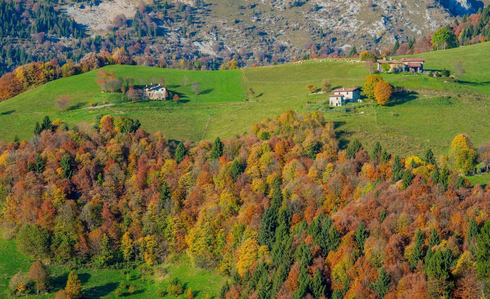 bloeiende perzikboom foto