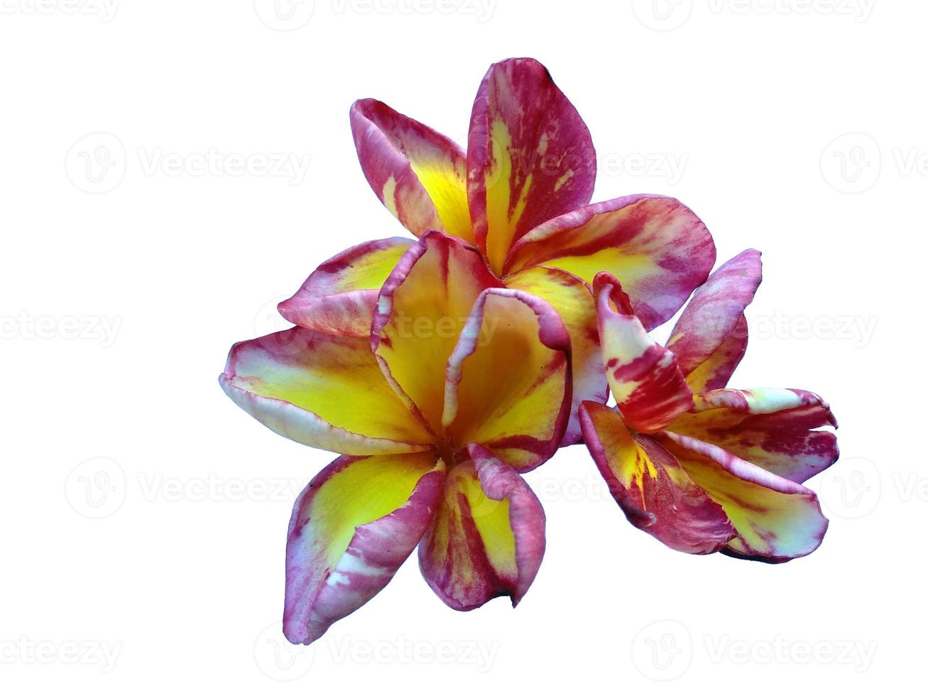 Plumeria of frangipanibloem die op witte achtergrond wordt geïsoleerd foto