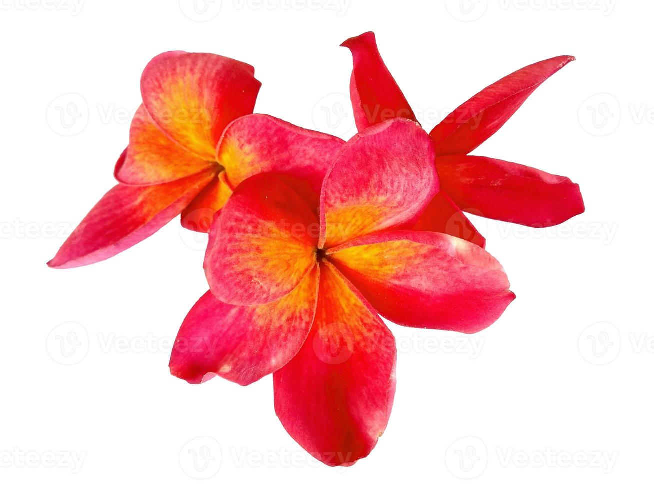 rode plumeria of frangipanibloem die op witte achtergrond wordt geïsoleerd foto