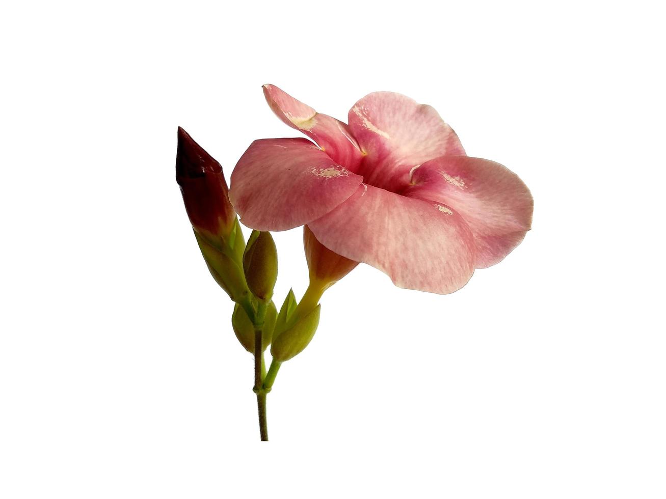 allamanda cathartica bloem geïsoleerd op witte achtergrond foto