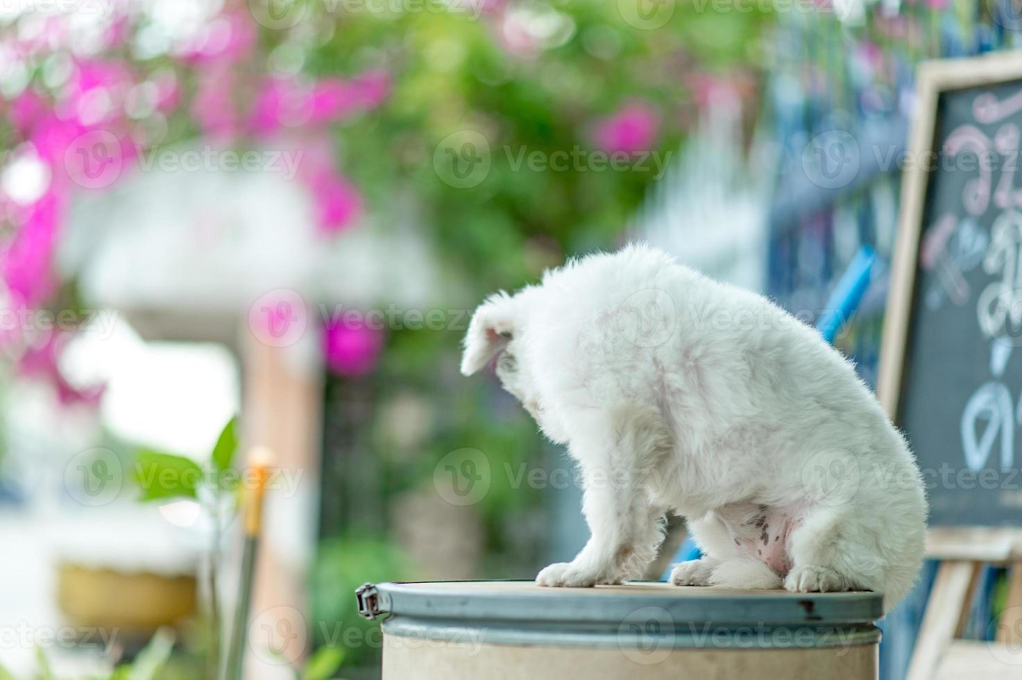 witte hondenfoto, schattige fotoshoot, liefdeshondconcept foto