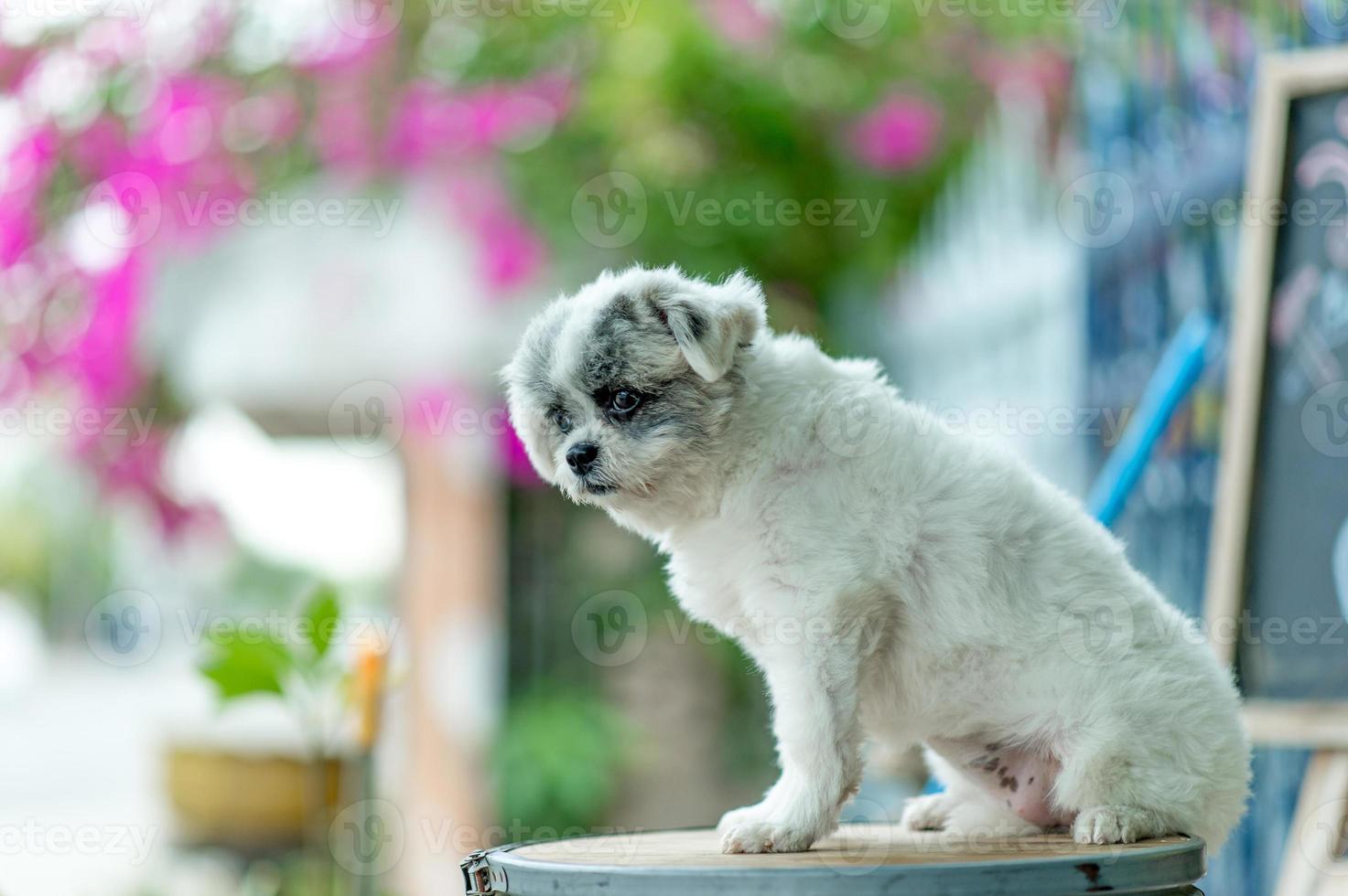 witte hondenfoto, schattige fotoshoot, liefdeshondconcept foto