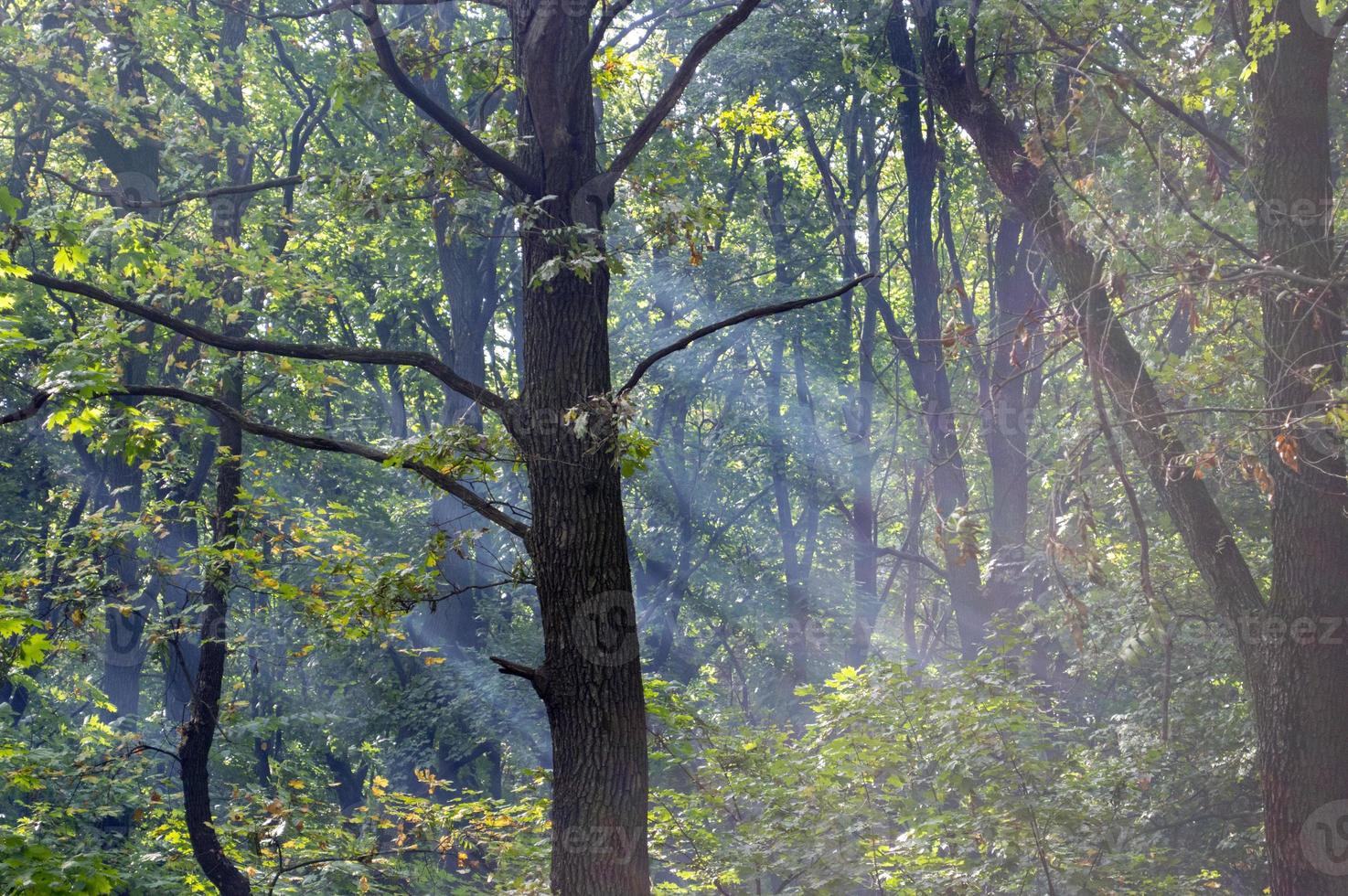 bomen in het zomerbos foto