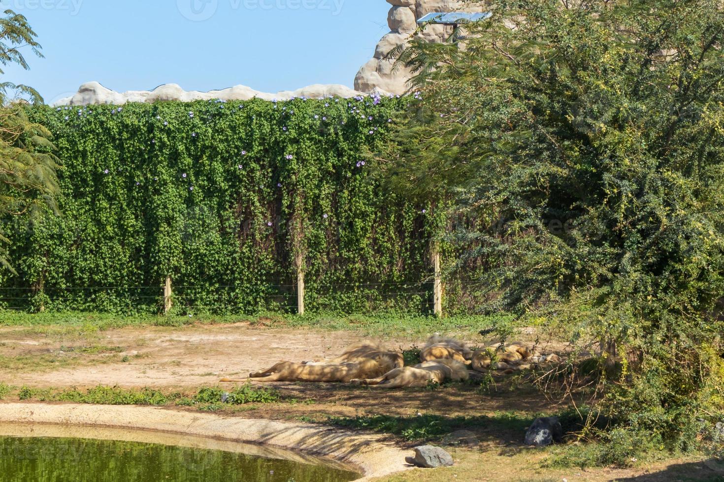 leeuwen groep ontspannen foto