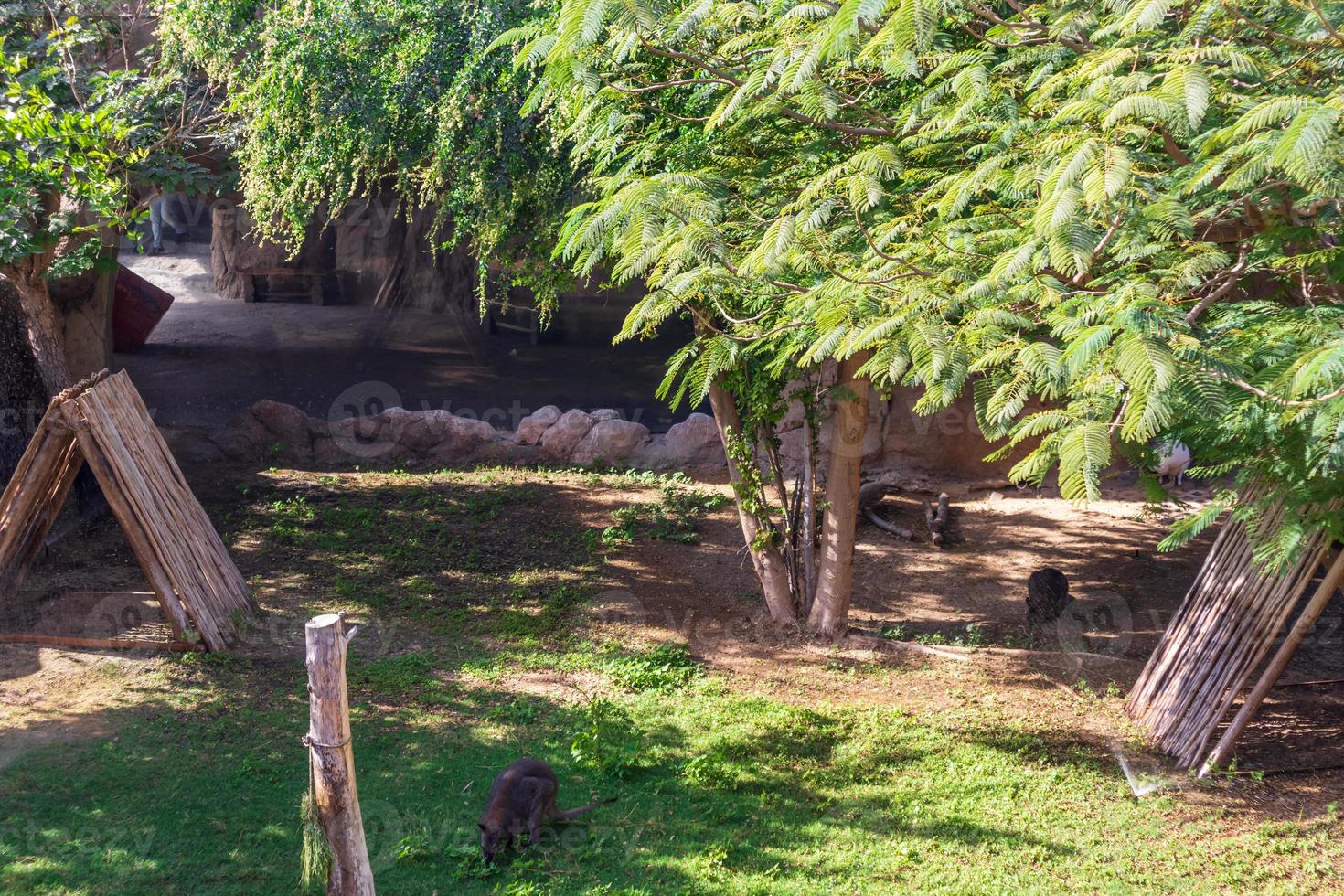 kangoeroe in de dierentuin foto