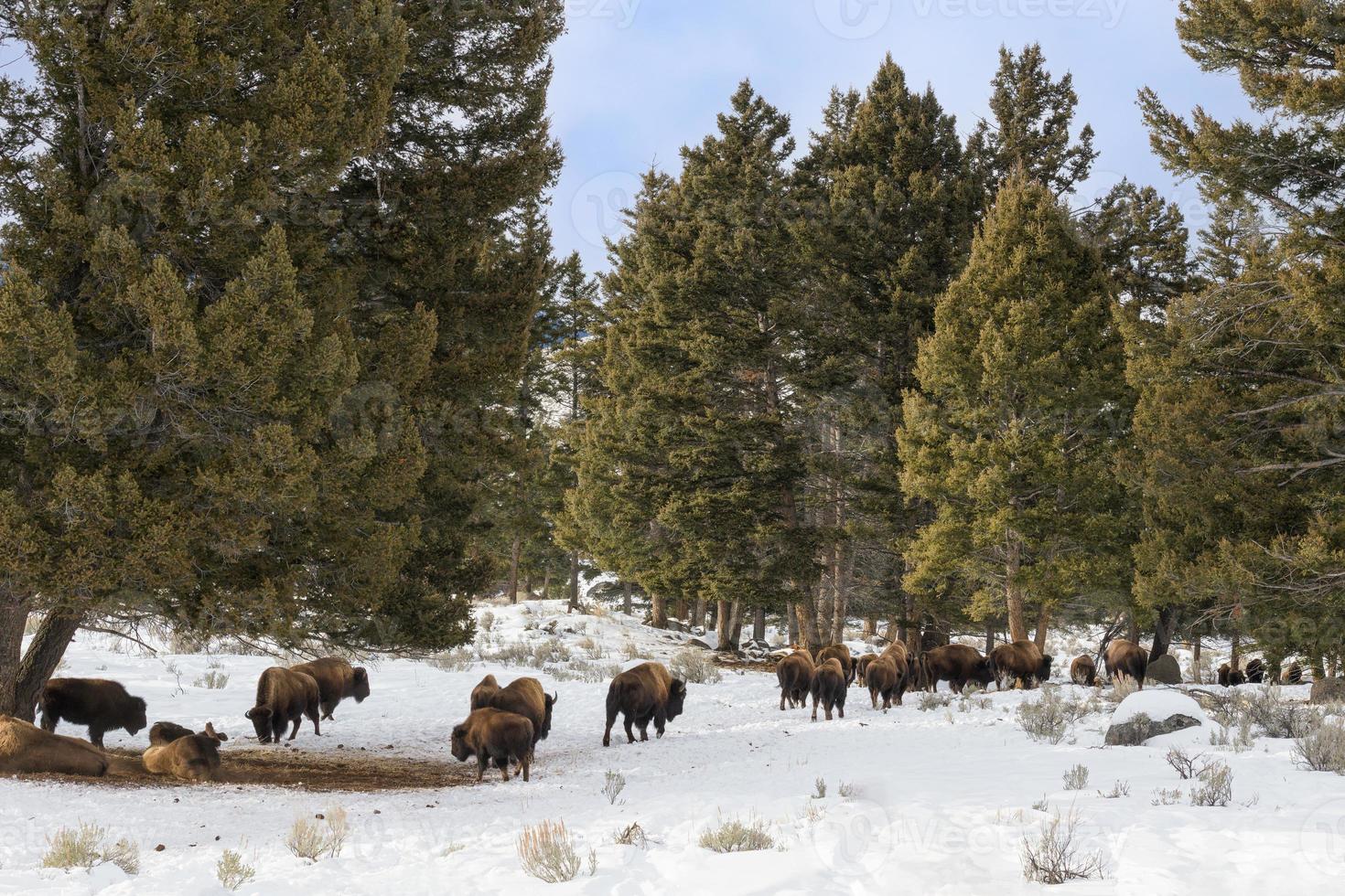 kudde Amerikaanse bizons, Yellowstone National Park. winters tafereel. foto