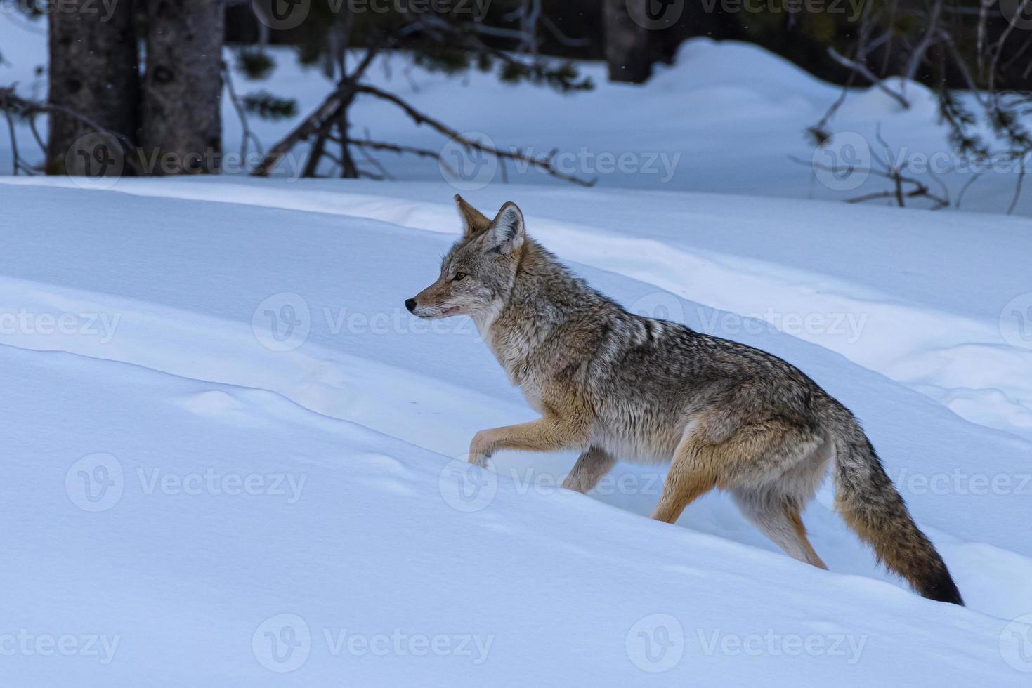 dieren in het wild van het nationaal park Yellowstoone. wilde coyote die heuvel op loopt in diepe sneeuw. foto