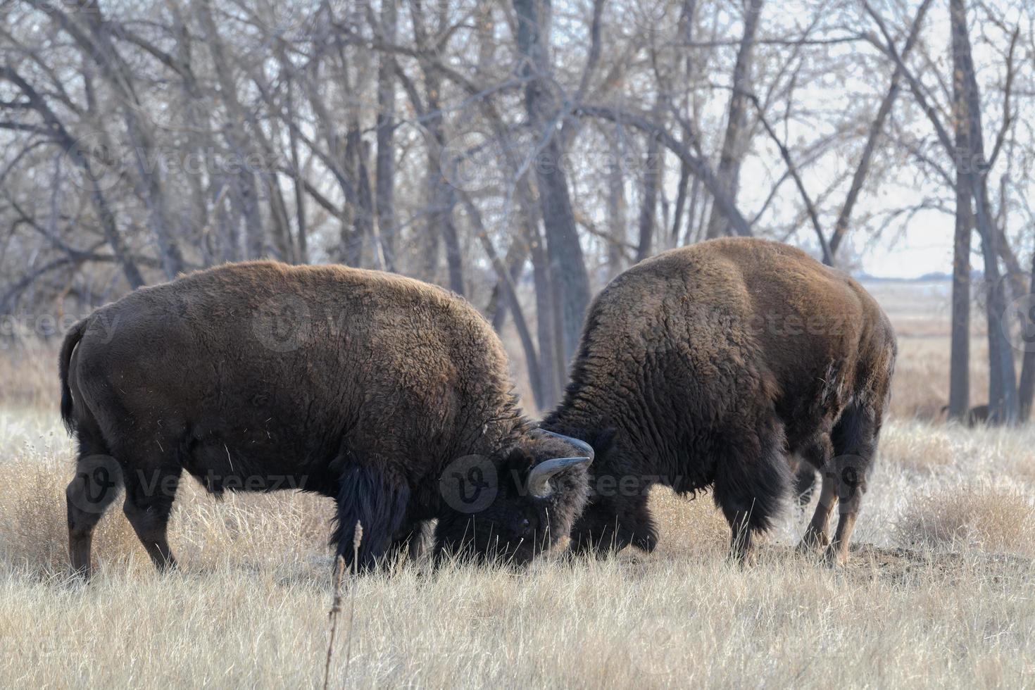 Amerikaanse bizons op de hoogvlakten van Colorado. Rocky Mountain Arsenaal National Wildlife Refuge. foto