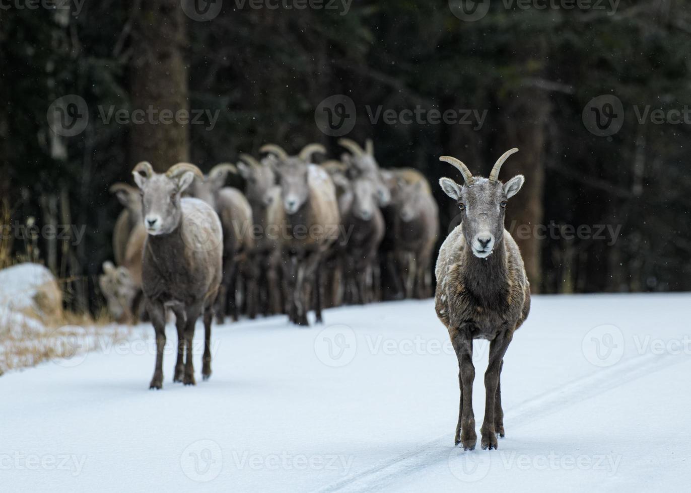 Colorado rotsachtige berg dikhoornschapen foto