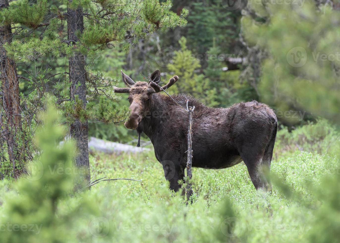 shiras-elanden in de Rocky Mountains van Colorado foto